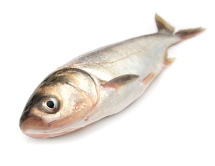 carp on a white background