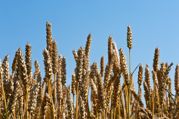 Weizen vor blauem Himmel reif für die Ernte
