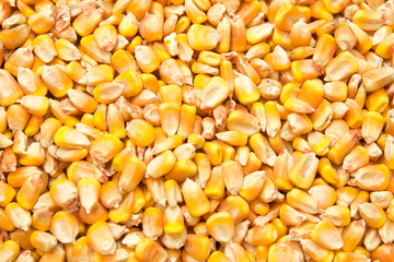 Corn as a background