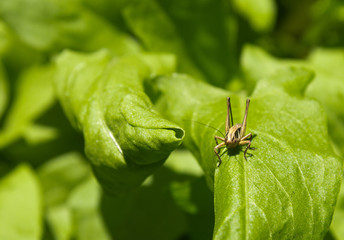 Grasshopper on the nature