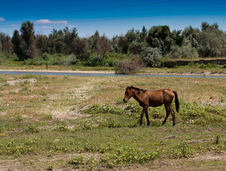 Fototapeta premium horse grazing in a pasture