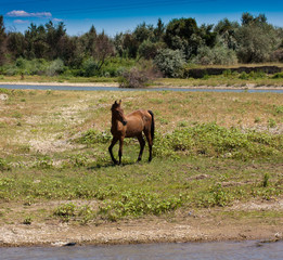 horse grazing in a pasture