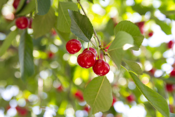 red cherries on the tree