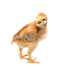 a little chicken on a white background