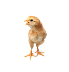 a little chicken on a white background
