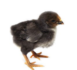 a little chicken on a white background