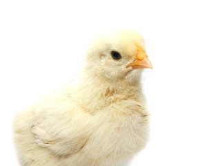 a little chicken on a white background