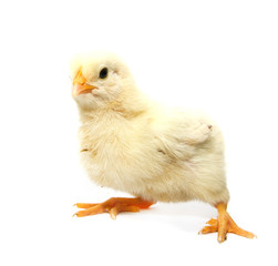 a little chicken on a white background