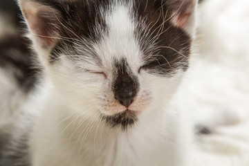 Closeup portrait of a small kitten