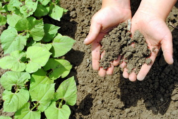 kid hands with soil in the garden