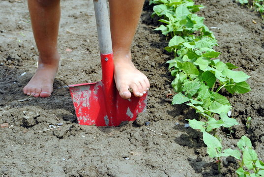 kif feet over a shovel in the garden