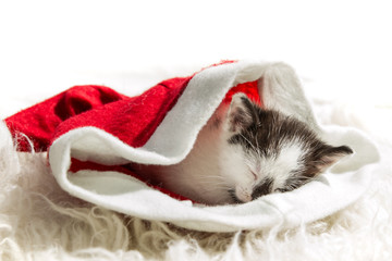 Obraz na płótnie Canvas Śpiąca Kitten w Santa Claus kapelusz