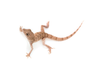 lizard on white background