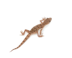 lizard on white background