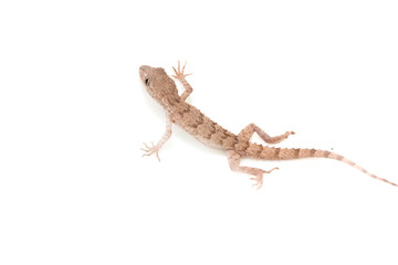 Naklejka premium lizard on white background