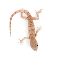 Naklejka premium lizard on white background