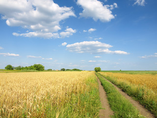 wheat field and dirt road
