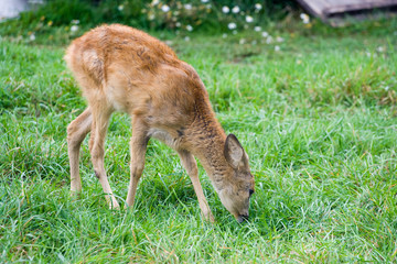 fallow deer