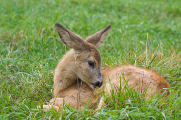 fallow deer