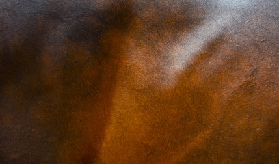 Fototapeta premium Horse fur background