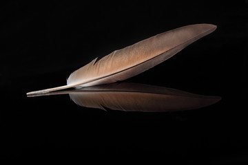 Beautiful feather on black background