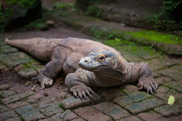 Huge dragon of Komodo