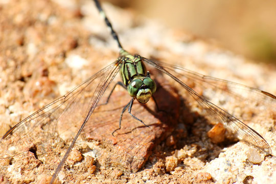 macro-green dragonfly on rock