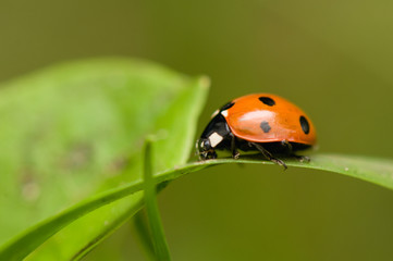 ladybug