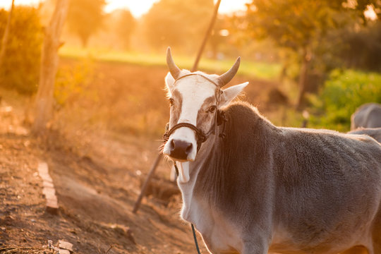 Indian White Cow In Farmland