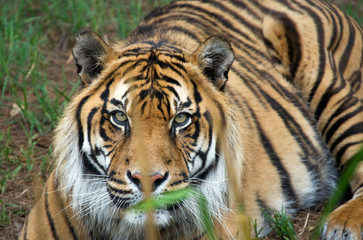Fototapeta na wymiar Tygrys sumatrzański