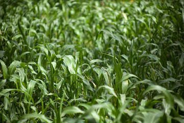 Corn field in sunlight