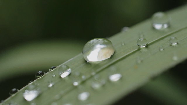 Rain drops on leaves