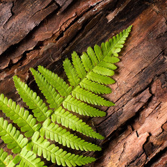 Fresh fern on bark background © Sunny Forest
