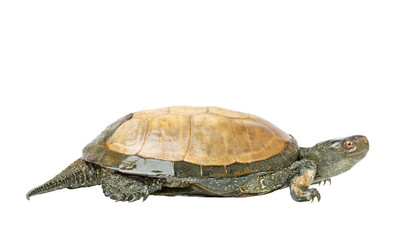 Obraz premium the turtle (European pond turtle) isolated on a white background
