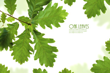 Green oak leaves frame isolated on white with copy space