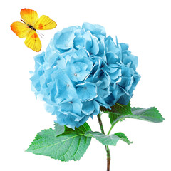 Obraz premium sweet flower and butterfly on white isolated background