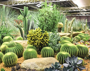 cactus in the green house