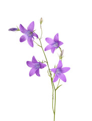 Fototapeta na wymiar fioletowe kwiaty dzwonek samodzielnie na białym tle