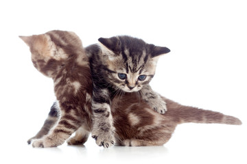 two funny cat kittens play together