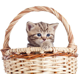 Fototapeta na wymiar Funny small kitten in wicker basket