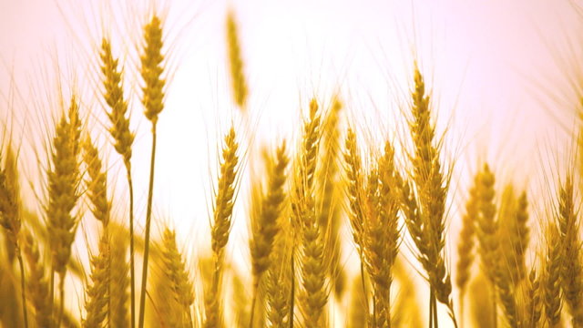mature ears of wheat wave on a wind