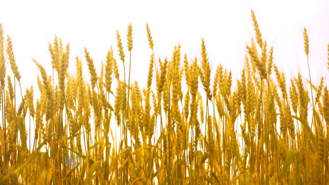 mature ears of wheat wave on a wind