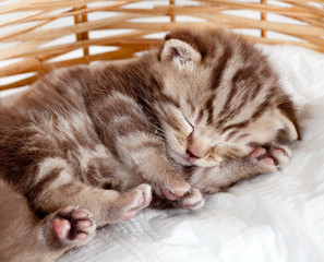 funny sleeping baby cat kitten in wicker basket