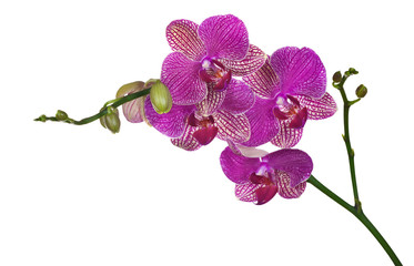 dark pink orchid flowers isolated on white