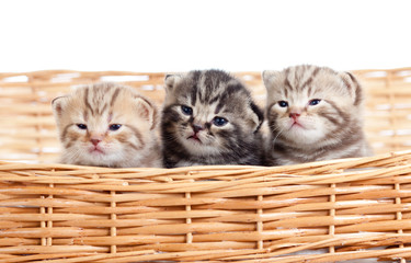 Fototapeta na wymiar funny small kittens in wicker basket
