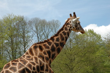 Giraffe © Heliosphile