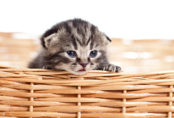 Funny small kitten in wicker basket
