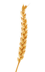 single golden ear of wheat