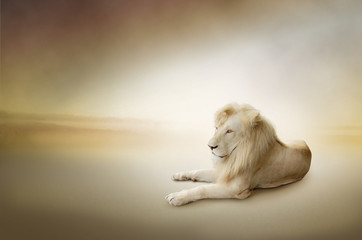 Luxury photo of white lion, the king of animals