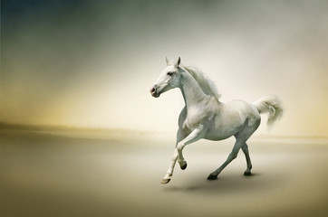 Plakat Stock Photo: Biały koń w ruchu